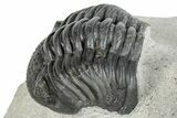 Beautiful Cluster of Pedinopariops Trilobites - Mrakib, Morocco #287721-6